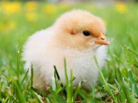 baby-chick-green-grass