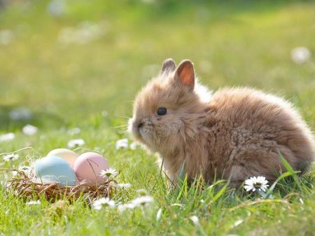 brown-bunny-green-grass-daisies-coloured-eggs.