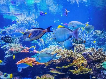 fish-blue-water-coral.jpg