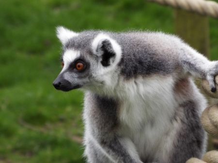 White and grey lemur which is looking away from the camera.