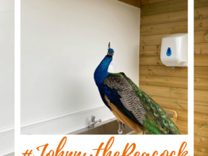 Johnny the Peacock