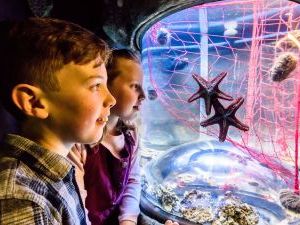 2 children watching 2 starfish in a tank