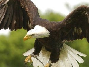 Eagle at Groombridge Place