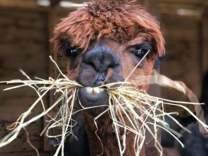 Llamas