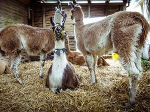 Llamas