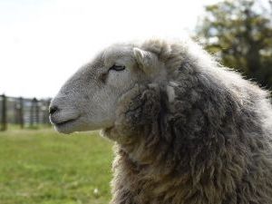 Middle Farm Sheep