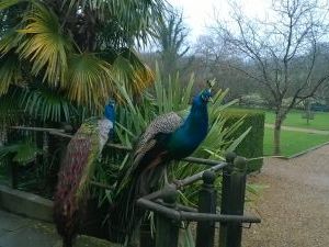 Peacocks keeping watch