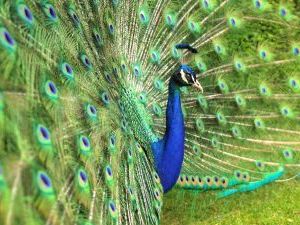 Green and blue peacock