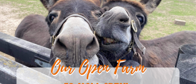 Two Donkey's facing the camera.
Orange writing indicating an open farm