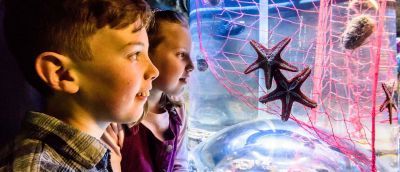2 children watching 2 starfish in a tank