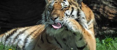 Tiger outside in the sun with tongue out and paw held up to cheek