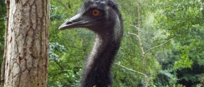 Black emu on side view, showing one brown eye.