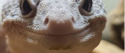 Smiling grey lizard