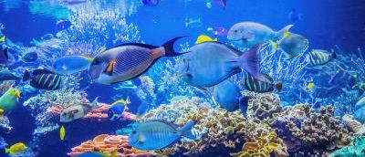 fish-blue-water-coral.jpg