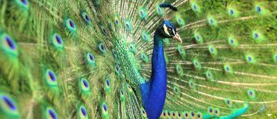 Green and blue peacock