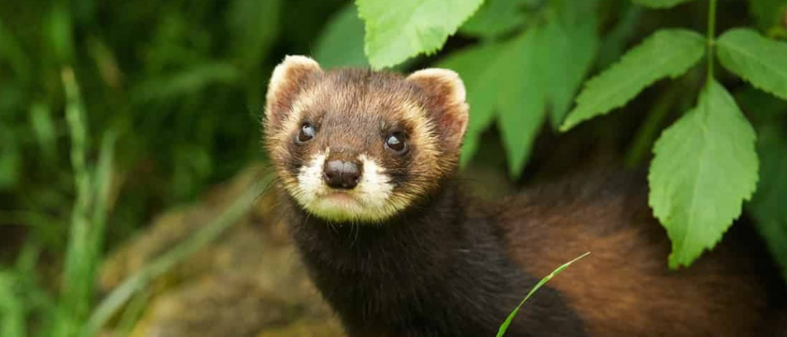 i-go | Providers | British Wildlife Centre